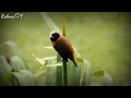 فيروزات صباحية نصف ساعة مع أروع أغاني فيروز- يرجى الاشتراك بالقناة