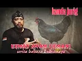 Lagu kemat ayam cemani - kanda jurig