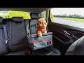 KONG Ultimate Booster Seat