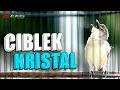Download Lagu MASTERAN CIBLEK KRISTAL NGEBREN SUPER JERNIH