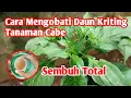 Lagu Cara mengobati Daun Cabe Kriting Dengan cara mudah Sembuh Total 