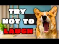 Download Lagu Best Talking Dog Videos (August 2023)