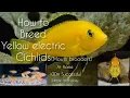 How to Breed yellow electric cichlids LIVE AQUARIUM