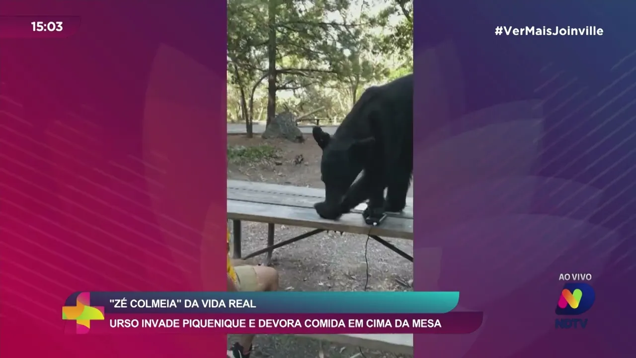 "Zé Colmeia" da vida real: urso invade piquenique e devora comida em cima da mesa