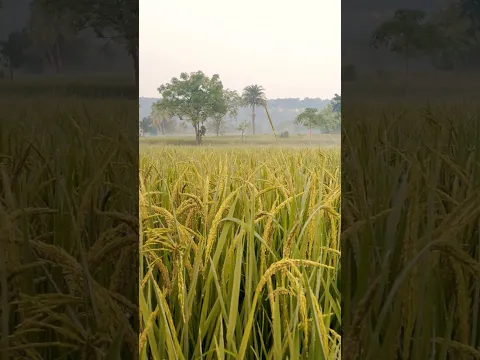 1075 vs sadhana nuzivedu