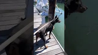 #fyp #dream  #vlog #doberman #pets