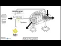 Cellular Respiration Diagram