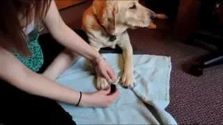 HOW TO Paint your puppy s nails