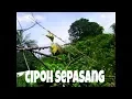 Download Lagu Suara ampuh pikat sirtu