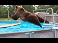 Bears Being Silly Make You Laugh Hard Funniest ANIMAL s