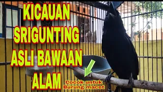 Download Suara Asli burung Srigunting cocok untuk burung macet || Burung srigunting MP3