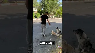 آموزش سگ یعنی این سگ سگها سگ آپارتمانی مربی سگ پانی و کالی 