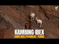 Kambing Ibex: Maestro Pemanjat Tebing, Penantang Gravitasi