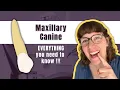 Maxillary Canine The Definitive Tooth Anatomy Study Guide for Dental Students