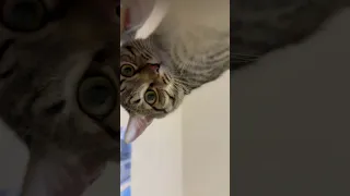 Которебенок Мурзик Продам за сто тыщ Nostalgia море Song Music русскоеморе 