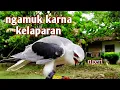 Download Lagu CARA MELATIH MAKAN BURUNG ALAP ALAP BWK_elang tikus agar jinak