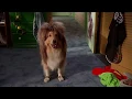 Wayne s World - Garth s dog All scenes Subs espanol
