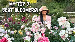 Top 7 Best Looking and Best Blooming Roses From My Garden My Pick