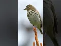 World's Cutest Bird Meet the Olive Backed Pipit #olivebackedsunbird