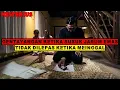 Download Lagu SUSUK JARUM EMAS ‼️TAK TENANG KETIKA MENINGGAL