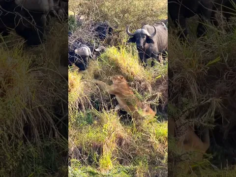 Brave Lioness Protects Her Cubs from a Massive Buffalo Herd | Incredible Wildlife Encounter |#kenya