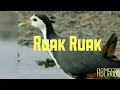 Download Lagu RUAK RUAK | Suara Ruak Ruak | The Sound Of Birds Chriping | Part 2