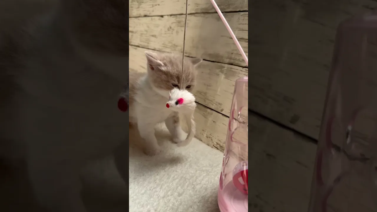 動画