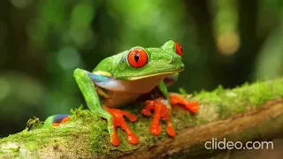 سورة الكهف مع مناظر طبيعية وحيوانات للعائلة والاطفال هيثم الدخين 