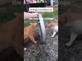 Orange Cat Behavior Orange Cat Viral Funny Cats Compilation