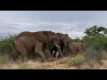 Download Lagu A Lion Runs Through the Herd and Elephants, Kumbura \u0026 Tokwe Quickly Protect Khanyisa!