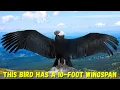 Andean Condor 10 Foot Wings Nature s Giant of the Skies