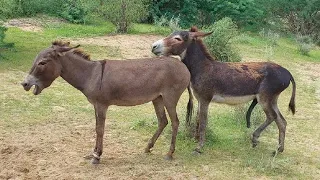 Blank Donkeys Metting In Jungle 