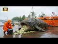 Download Lagu Whale Rescue – Saving the Extinct Livyatan From Parasites 🌊