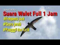Download Lagu SUARA WALET INDONESIA FULL 1 JAM