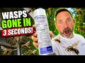 I Got Rid of These Wasps in 3 Seconds How to Use PT Wasp Freeze