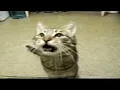 the cat from ipanema