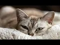 Micro Kitty