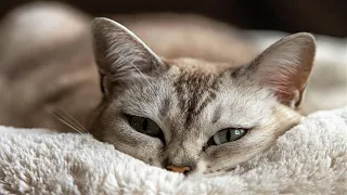 Micro Kitty