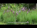 😍 Top 10 Low-Maintenance Perennial Flowers ANYONE Can Grow! - Beginner-Friendly 🌼💪