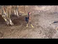 Download Lagu #farming #colonelkkjϟ #aseelmurga #dakan #fighter 