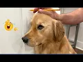 Lagu I'm 101% SURE that you will LAUGH EXTREMELY HARD πΆ The Funniest Cat \u0026 Dog Moments Compilation πΉ π