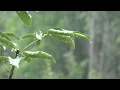 Som de Chuva para Dormir e relaxar 🌧 Ruído Branco Ajuda a Dormir Bem 🌧 ASMR