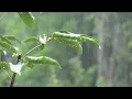 Download Lagu Som de Chuva para Dormir e relaxar 🌧 Ruído Branco Ajuda a Dormir Bem 🌧 ASMR