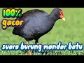 Download Lagu (SUARA PIKAT BURUNG MANDAR SAWAH/BATU) 🔴 •||• pikat burung mandar batu,mandar sawah,perlong‼️✅