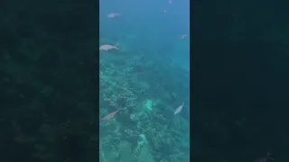 Snorkeling  3