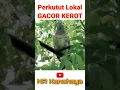 Download Lagu Perkutut Lokal Suara Besar Gacor KEROT ‼️