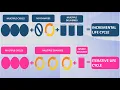 A common misconception on Project Life Cycle Incremental vs Iterative