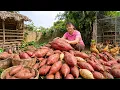 Lagu Harvesting 1000KG Sweet Potato Go To Market Sell, Animals Care | Phương Farm Life