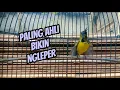 Download Lagu PANCINGAN SOGON TROTOL GACOR MENDONGKRAK EMOSI || SEKALI EMOSI LANGSUNG NGLEPER #sogon #sogontrotol