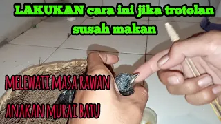 Download CARA MENGATASI LOLOHAN MURAI BATU SUSAH MAKAN MP3